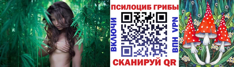 Галлюциногенные грибы Psilocybe Архангельск
