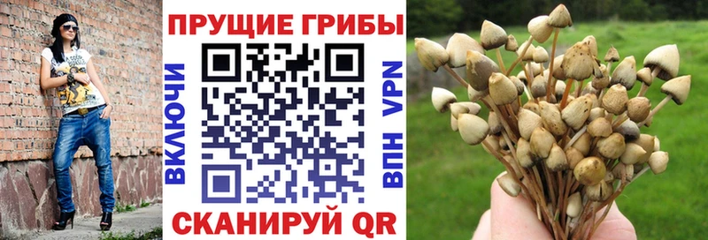 Галлюциногенные грибы Cubensis  Архангельск 